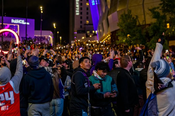 Tout savoir sur le caméléon domestique : conseils essentiels